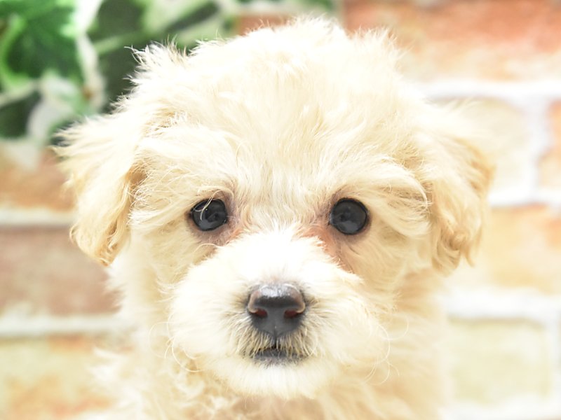 ミックス犬 - FC鳥取店 | ペッツワン